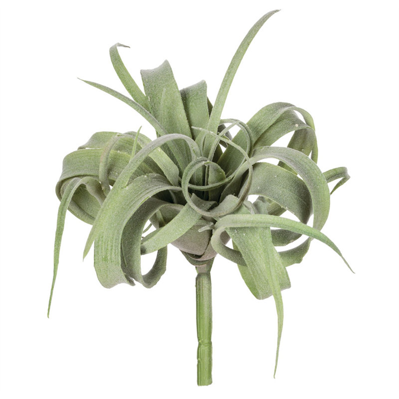 Air Plant Arrangement