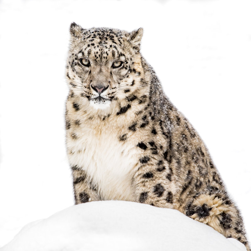 " Snow Leopard " by Abzerit, 20" W x 20" H