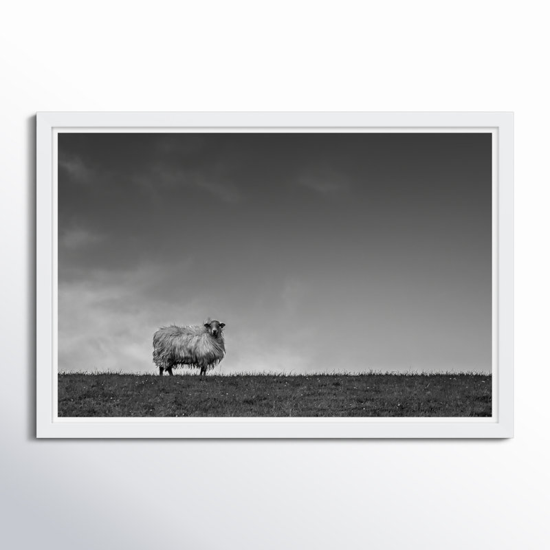 Solo Sheep
