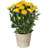 Everard Handmade Pot Planter-1112110573-1112110571