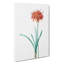 Guernsey Lily Flower by Pierre-Joseph Redoute - Wrapped Canvas Painting-55359943