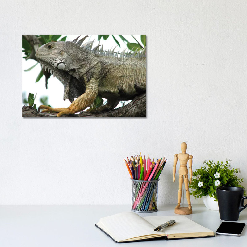 Iguana by Brian Wolf - Wrapped Canvas Print, 20.32cm H x 30.48cm W x 1.91cm D