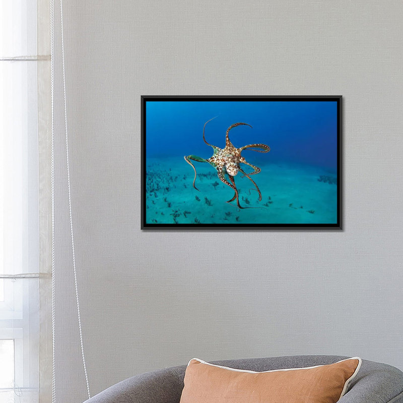 « day octopus (octopus cyanea), hawaii », reproduction de photo sur toile, H 18 po x l 26 po x P 1,5 po, Pas de tapis