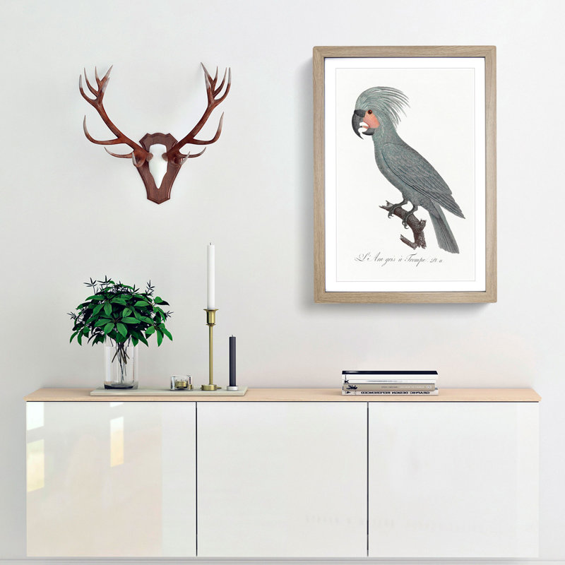 A Palm Cockatoo by F. Levaillant - Framed Print, Oak Framed, 63cm H x 45cm W x 2cm D