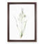 Paradise Lily by Pierre-Joseph Redoute - Framed Print-55577927-55577924
