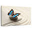 Brampt papillon heureux