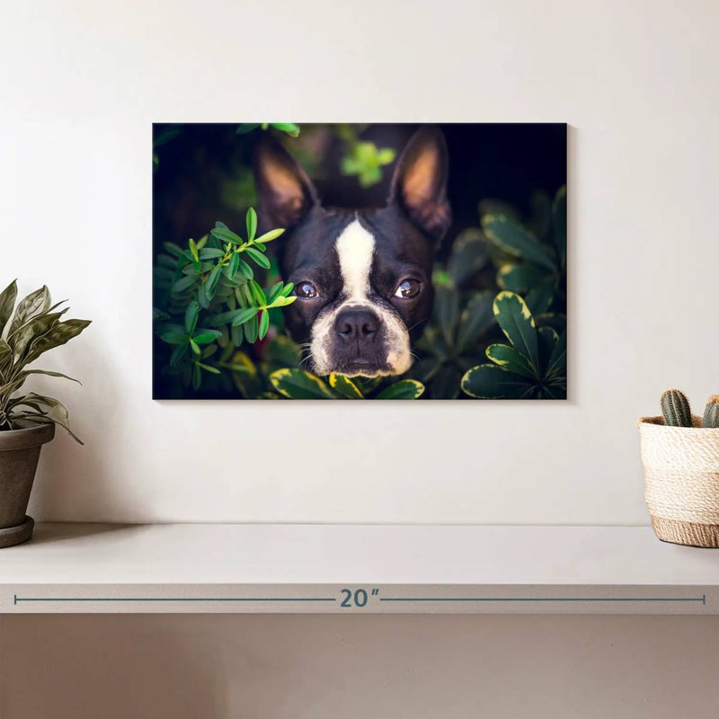 Brampt Boston Terrier Hiding, 8" H x 12" W