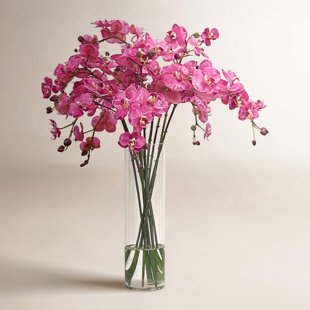 Orchid in Vase