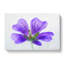 Purple Geranium Flower - Wrapped Canvas-56639251