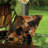 Triangle Cone Box - corne brune