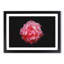 Lone Pink Carnation - Picture Frame Graphic Art Print-56859907-56859912