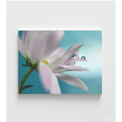 Soft Pink Daisy with Water Droplets – Floral Macro Photography Print