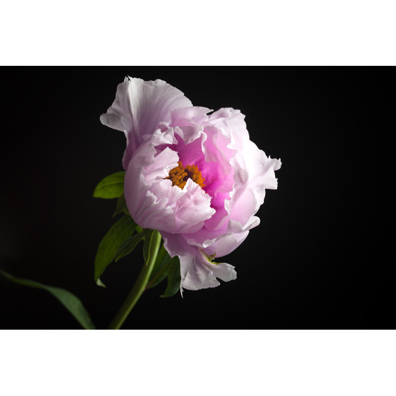 Arbre pivoine prise en studio par Jxfzsy, H 24 po x l 36 po