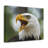 Angry Bald Eagle Print Animal Wall Art