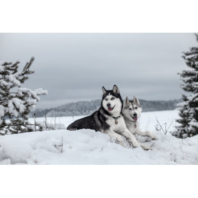 Siberian Husky in Snow by Sergeeva