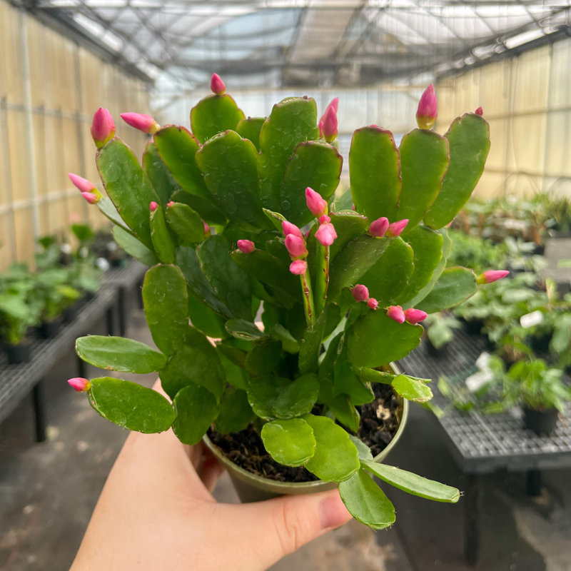 6" Live Easter Cactus Plant in Pot