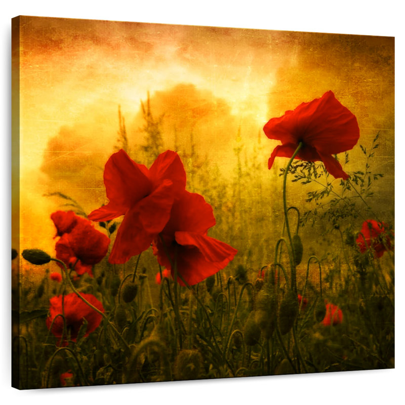 Coquelicots rouges Harnek au coucher du soleil