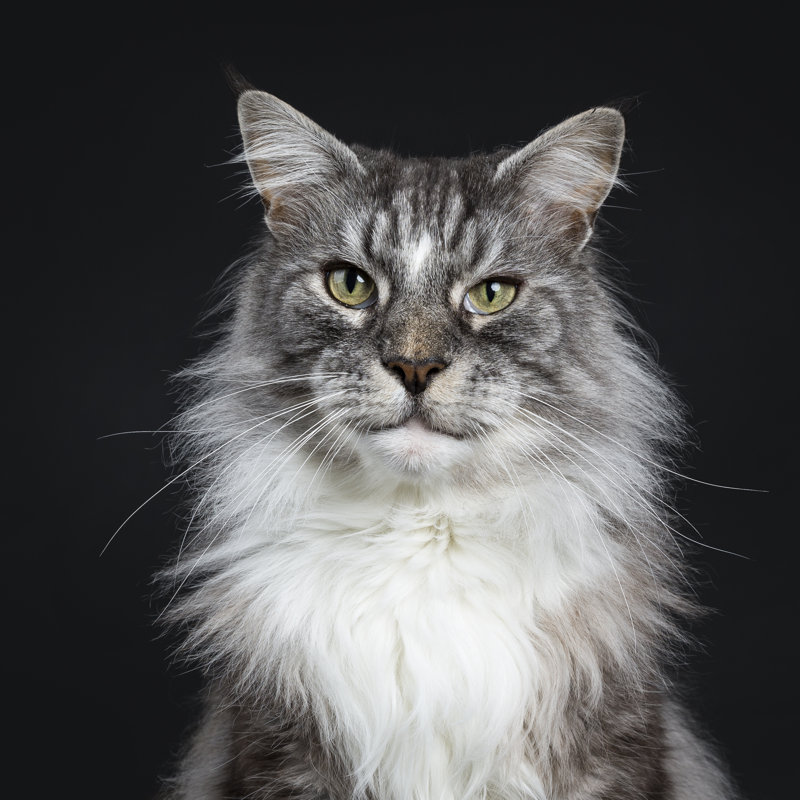 Maine Coon - Wrapped Canvas Print, 30cm H x 30cm W x 3.8cm D