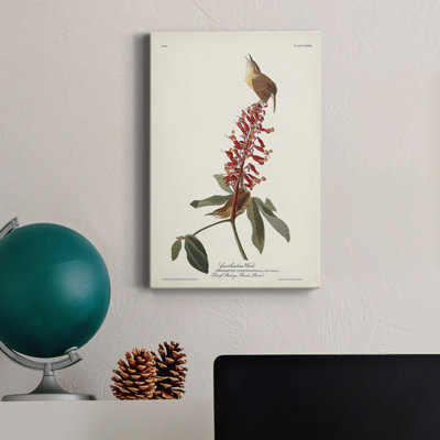 " Pl. 78 Great Carolina Wren "
