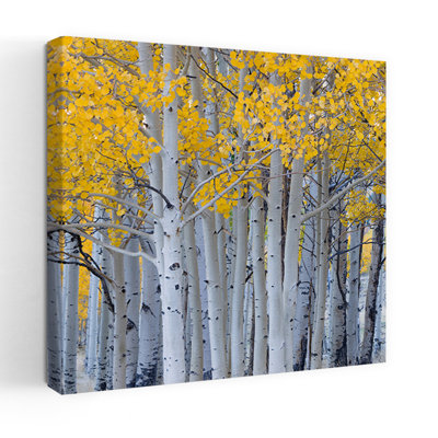 Aspen dans une forêt Boulder Mountain, Utah, États-Unis, art abstrait contemporain, paysage