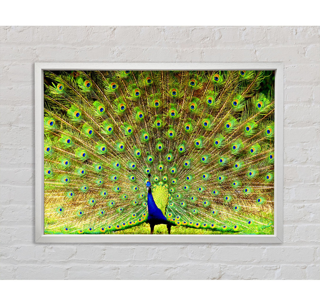 Peacock Paradise - Einzelner Bilderrahmen Kunstdrucke auf Leinwand