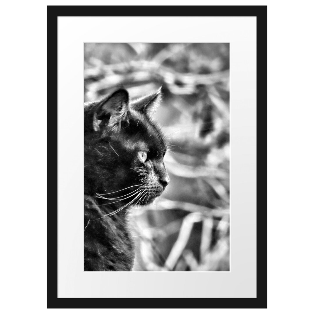 Gerahmtes Poster Schwarze Katze