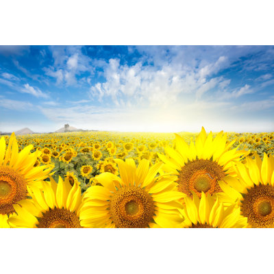 " Field Sunflower With Flare Light On The Sun "
