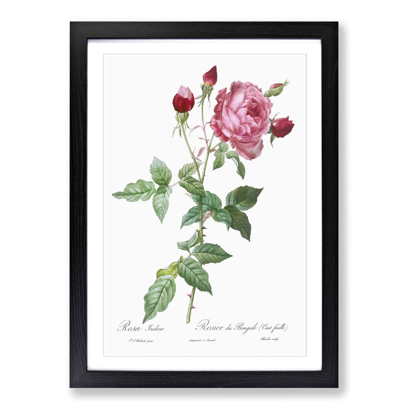 Provence Rose in Pink by Pierre-Joseph Redoute - Picture Frame Painting Print, 65cm H x 48cm W x 2cm D, Black Framed