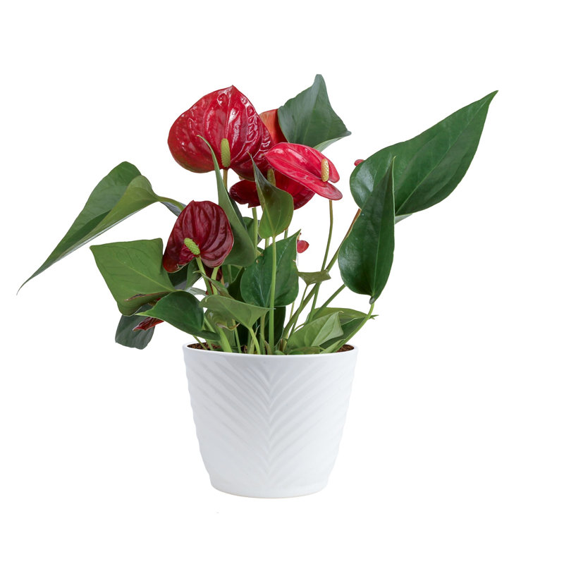 Anthurium in Ceramic Planter