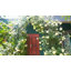 Arche de jardin en métal avec barrière W58,07 * H97,24
