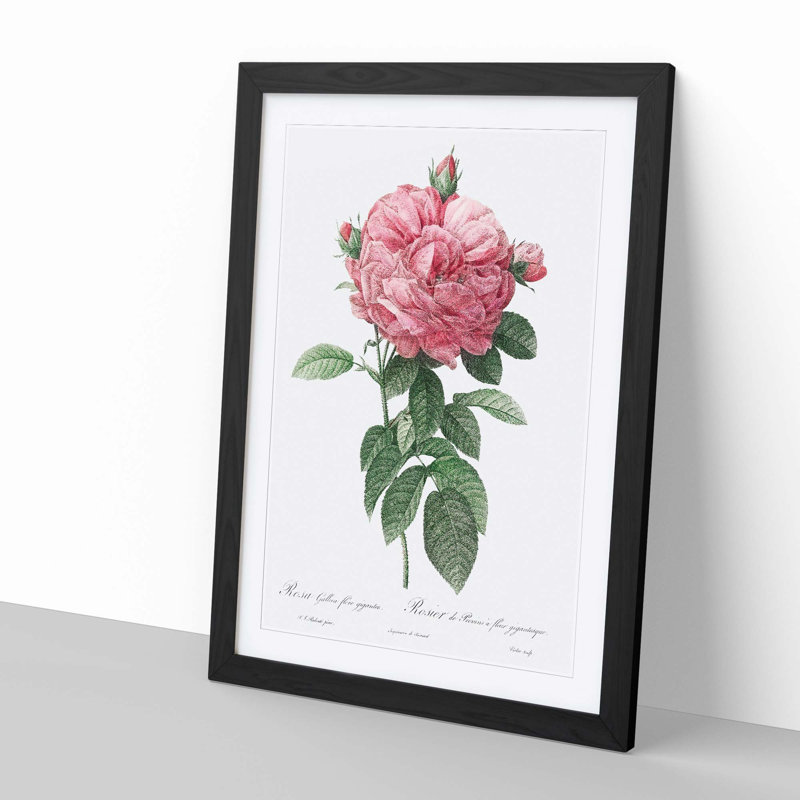 Giant French Rose in Pink by Pierre-Joseph Redoute - Picture Frame Painting Print, 36cm H x 27cm W x 2cm D, Black Framed