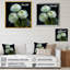 «White Ranunculus Radiance Layers Of Beauty» - art mural Renoncule-525566745-525566751