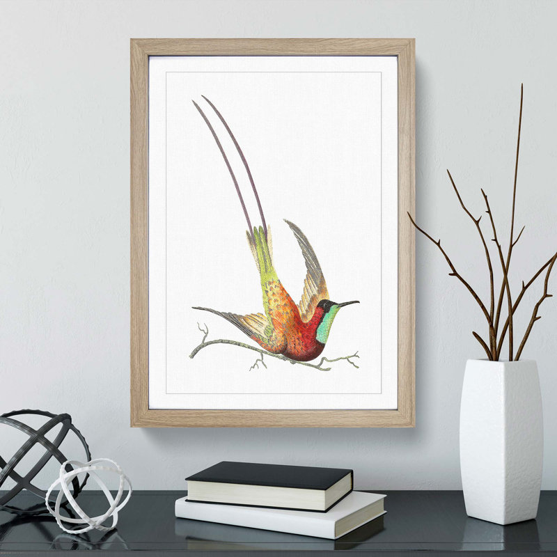 Long-Tailed Hummingbird by George Shaw - Framed Print, 48cm H x 36cm W x 2cm D, Oak Framed