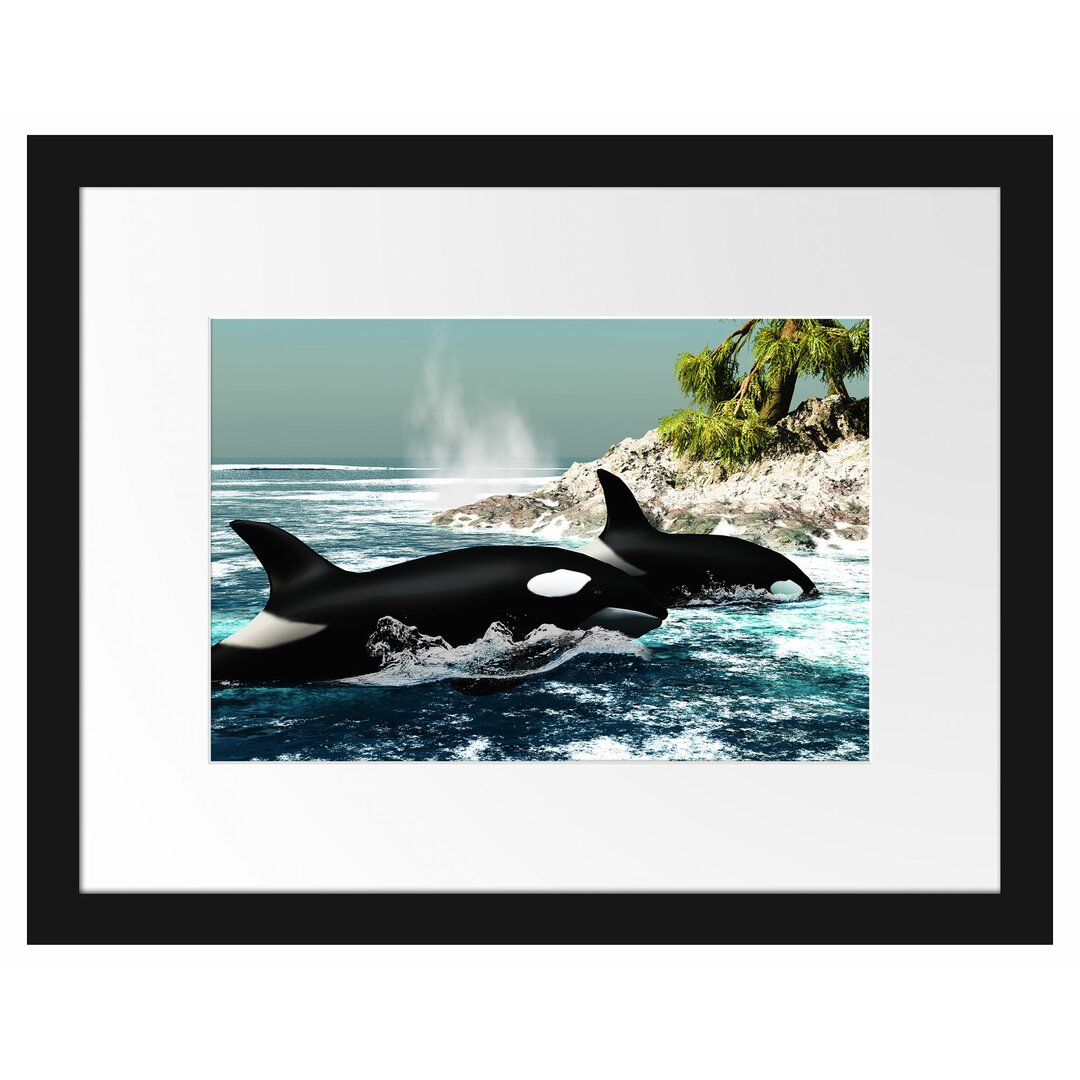 Gerahmtes Poster Orcas vor Insel