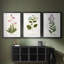Nature Printed Botanicals V - reproduction sur mesure encadrée de qualité supérieure - 3 pièces-506778561-506778560