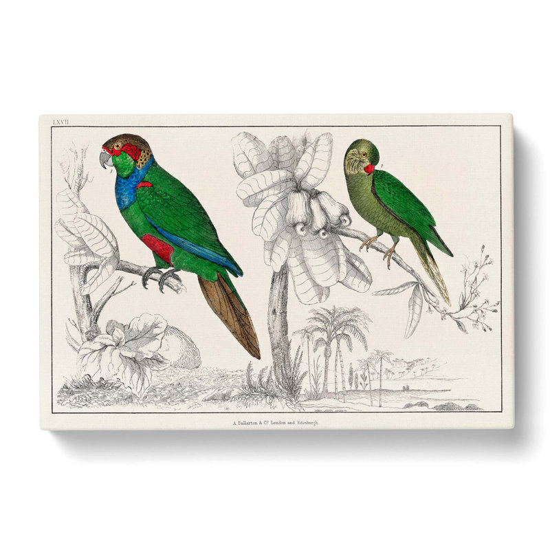 Parrots by Oliver Goldsmith - Wrapped Canvas, 50cm H x 76cm W x 3cm D