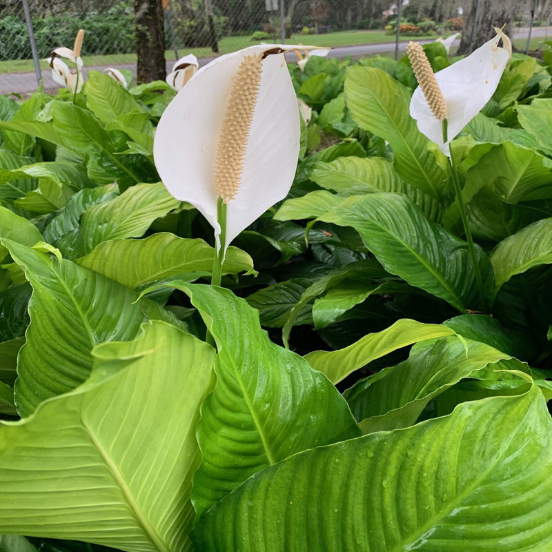 25'' Peace Lily Plant in Pot