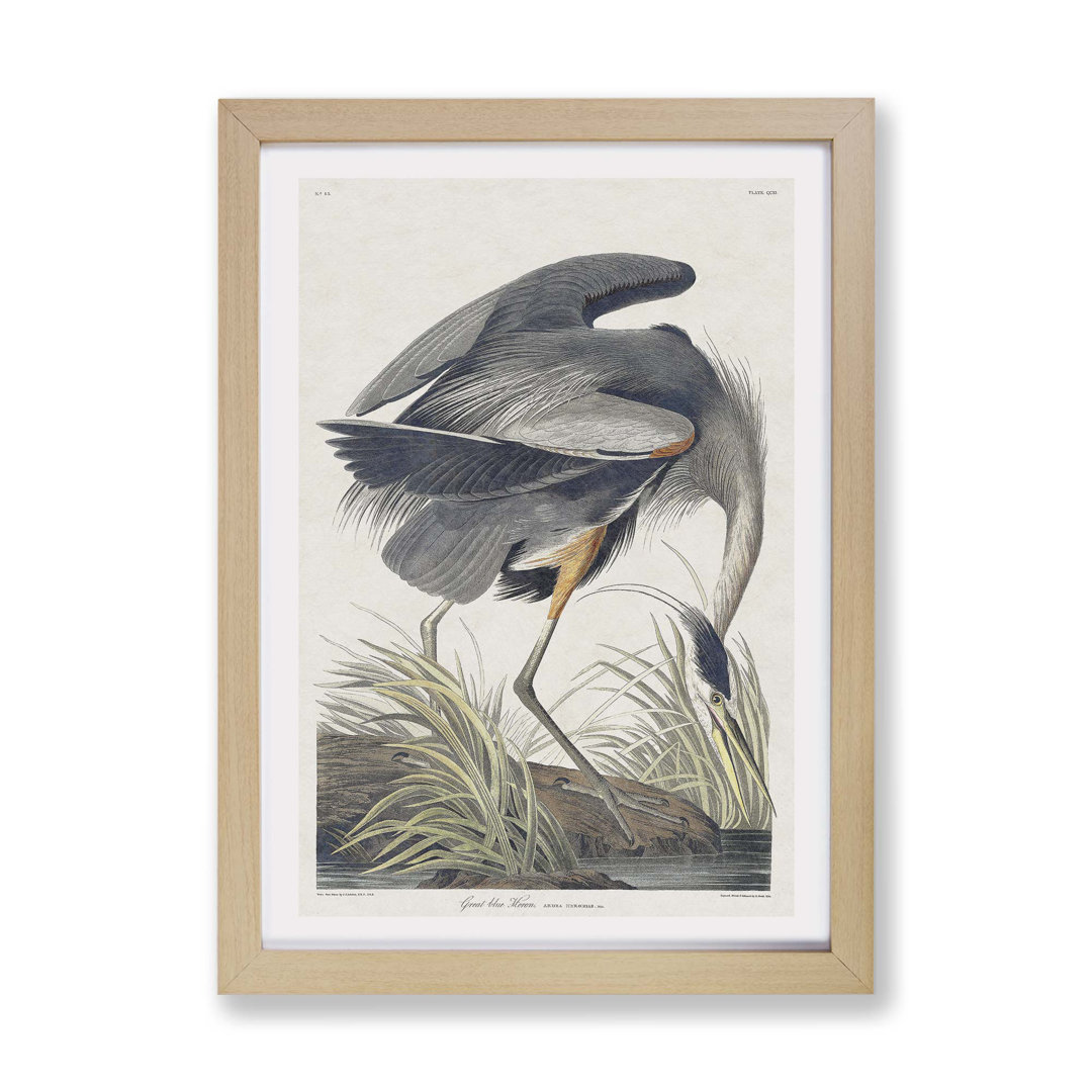 Great Blue Heron by John James Audubon - Framed Print