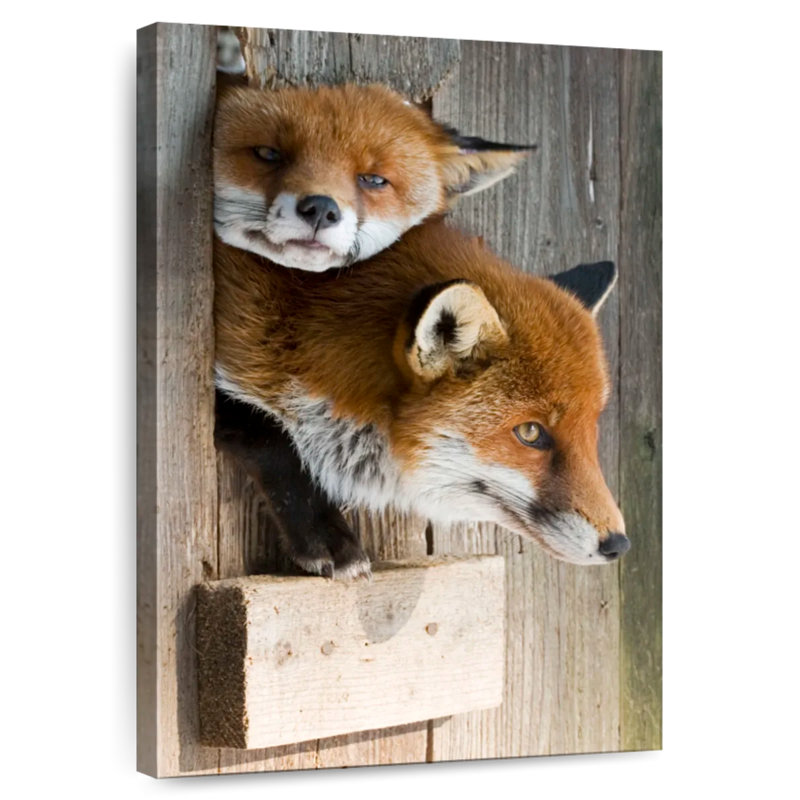 Brampt Sleepy Red Fox, 51" H x 34" W