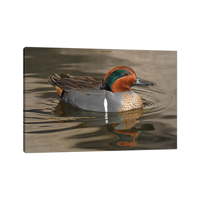 Handsome Green-Wing Teal by Brian Wolf - Wrapped Canvas Print, 20.32cm H x 30.48cm W x 1.91cm D
