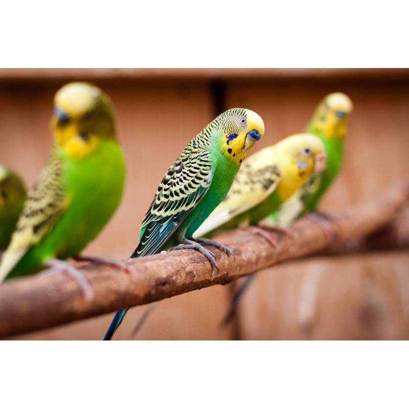 Parakeets on a branch, 61cm H x 91cm W