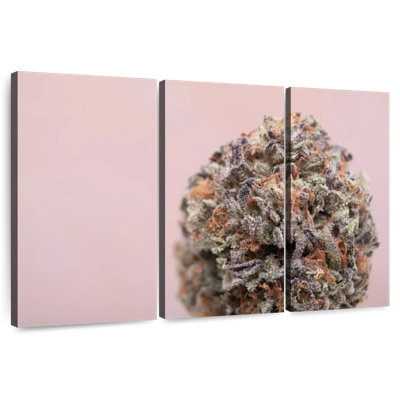 Bud Of Marijuana