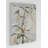 " The Pear Tree "-1351804146