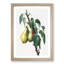 Lemon Pear Tree by Giorgio Gallesio - Picture Frame Painting Print-55582481-55582486