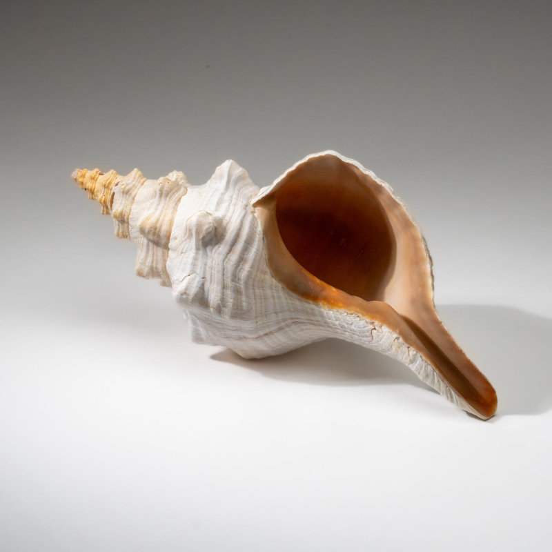 Genuine Horse Conch Shell (2 Lbs)