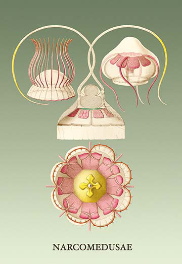 « jellyfish : narcomedusae » par ernst haeckel, impression, H 42 po x l 28 po x P 1,5 po
