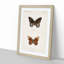 Limenitis Arthemis Butterfly by S.F. Denton - Picture Frame Painting Print-55582632-55582633