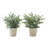 Mcclain 12.5'' Faux Eucalyptus Plant in Cement Pot