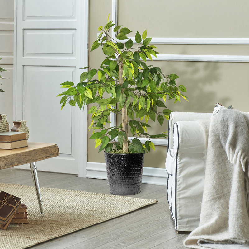 Ficus de 4 pieds dans un panier en métal noir