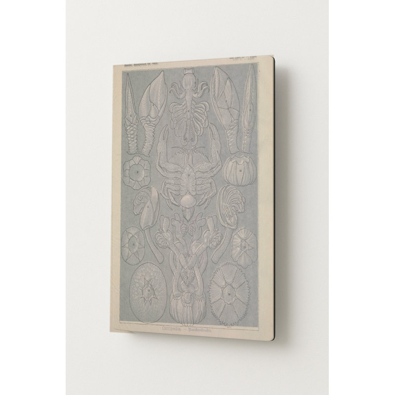 Kunstformen der Natur, Tafel 57 – Cirripedia (Barnacles) — Portrait Art mural en métal, H 14 po x l 11 po